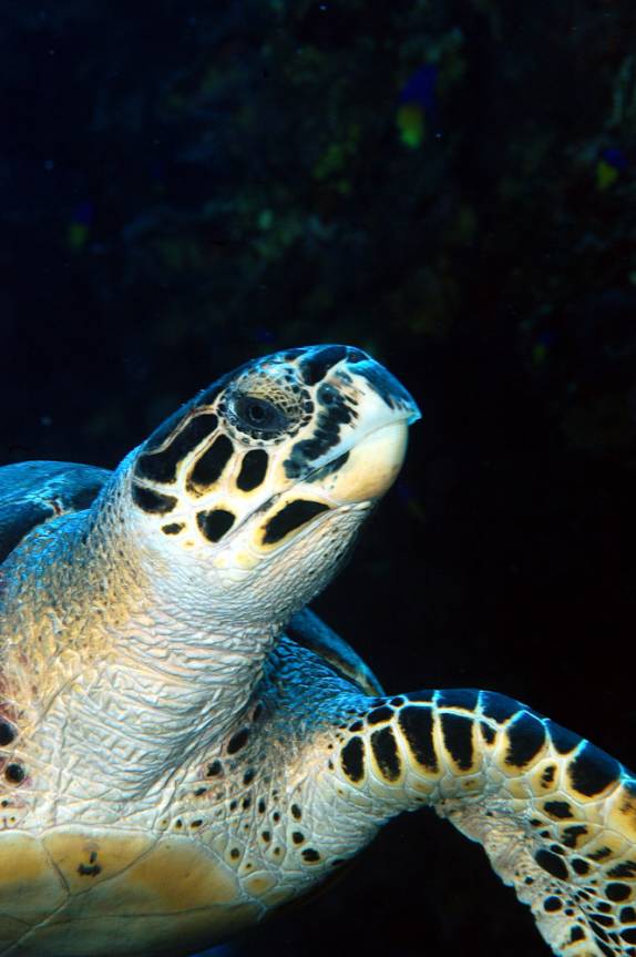 Tartaruga - Foto tirada por David Volkert